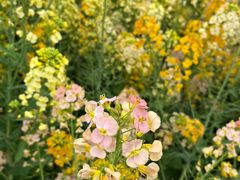 -中国天府农业博览园