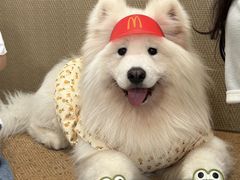 -星多哈·狗咖·拼豆·咖啡