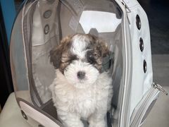 -瑞派康怡24h宠物医院·犬猫医疗中心·微创绝育(瑞景分院)