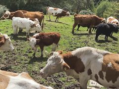 -硗碛藏寨·神木垒景区