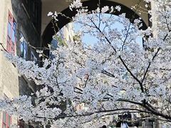 -武汉大学-樱园