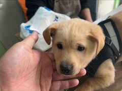 -圣宠动物医院·犬猫专科·影像中心·外科中心
