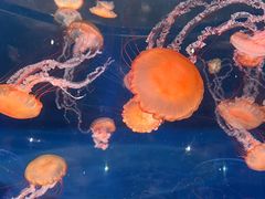 -上海海昌海洋公园
