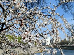 -桃花堤公园
