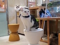 -藏猫猫咖啡主题馆(中央大道店)