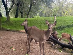 -北京野生动物园