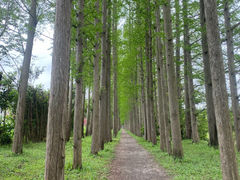 -上海长兴岛郊野公园