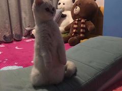 -糯米喵星人总部直营旗舰店·猫舍·幼猫出售