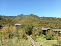 -大唐贡茶院
