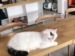 -平行世界·猫咖(首经贸店)