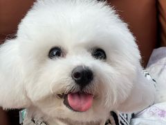 -翊宠yipet猫狗购宠庄园犬舍•猫舍