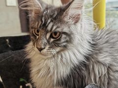 -十年猫舍·猫咪专门店(普陀店)