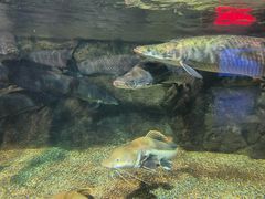 -太平洋海底世界