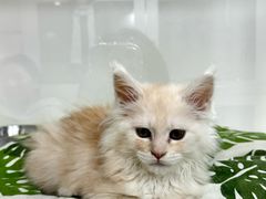 -青奢宠物·青奢猫舍