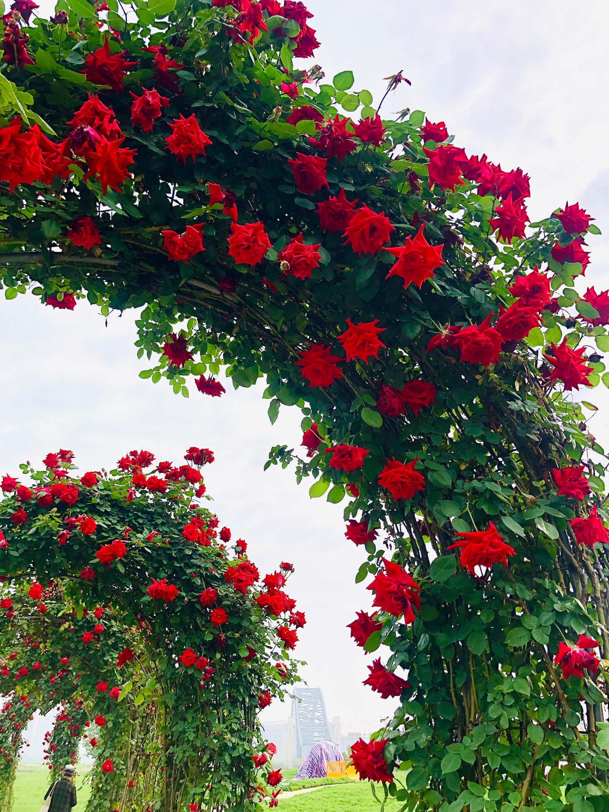 到四月终于看到玫瑰花了 都是心形的玫瑰拱门,真的好漂亮