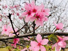 -天适樱花悠乐园