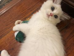 -lincat·猫舍(广州店)