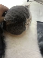 -痒刺青