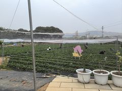 -光明农场大观园