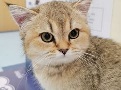 -萌兽医馆·犬猫专科·眼科中心·宠物医院(朝阳门分院)