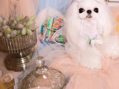 -萌宠之家·腊肠犬·马尔泰·小体犬舍