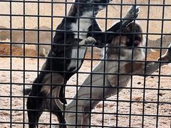 -北京群众马术培训基地