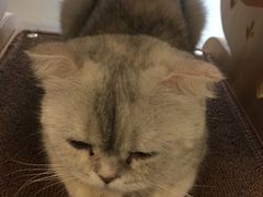 -飞行喵MR PILOT|猫舍·猫咖(静安大融城店)