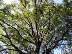 -西湖风景区十里琅珰-五云山