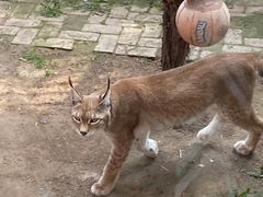 -青藏高原野生动物园