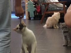 -猫色咖啡·猫咖