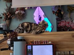 -平行世界·猫咖(首经贸店)