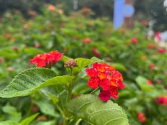 -天鹅湖体育公园