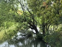 -贡湖湾湿地公园