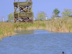 -盐城丹顶鹤湿地生态旅游区