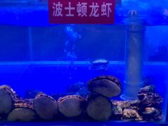 -小龍鳳·港式海鲜打边炉(沙湖路店)