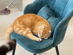 -平行世界·猫咖(首经贸店)