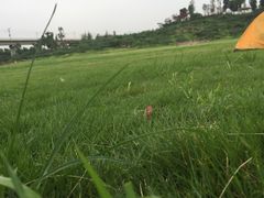 -秀丽东方