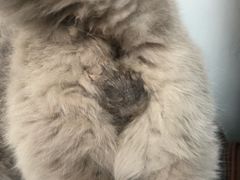 -达爱动物医院·犬猫分区·CT·复杂眼科(远洋山水分院)