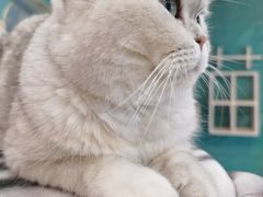 -飞行喵MR PILOT|猫舍·猫咖(静安大融城店)