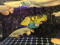 -双季花艺园艺市场(浦东店)