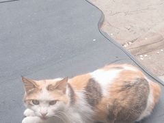 -天羽烤乳鸽店(财大家属院店)