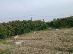 -小鱼草莓采摘园农家乐·小鱼餐厅