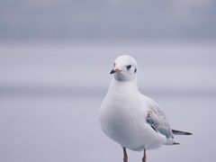 -海埂大坝
