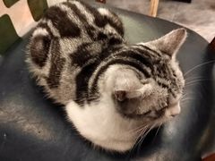 -猫小院猫主题餐厅(南锣旗舰店)
