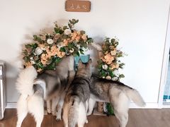 -Husky Go! 哈士奇体验馆·宠物咖啡厅狗咖