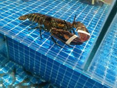 -蓝珊甄选海鲜自助·火锅大排档(近阿那亚店)