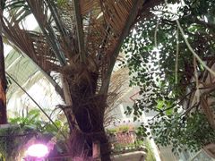 -正佳雨林生态植物园
