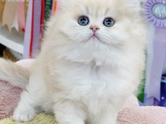 -小猫来了·猫咪专售(红山六九七九店)