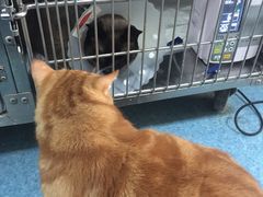 -北京赛佳动物医院