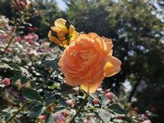 -鹅湖玫瑰文化园